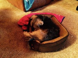 Shasta in Teddy's bed