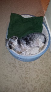 Shasta in his bed #2