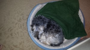 Shasta in his bed