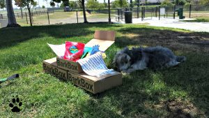 Shasta's Swag & Dog Deals-Bark Box