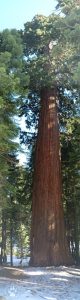 #2 Sequoia Park 11.2015