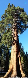 #4 Sequoia Park 11.2015