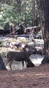 Buck in Yosemite 11.2015