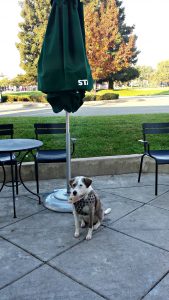Doggie at Starbucks Nov 21, 2015