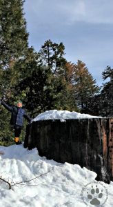Claiming a snowball fight at Kings Canyon with a Sequoia 