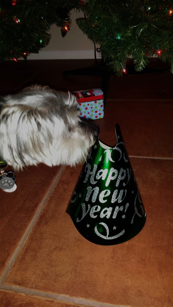 New Years 2015 Shasta & Party Hat