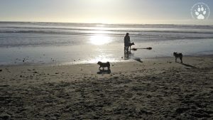 Shasta at Dog Beach Del Mar California 