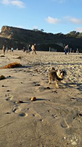 Shasta at Dog Beach Del Mar Feb 19, 2016