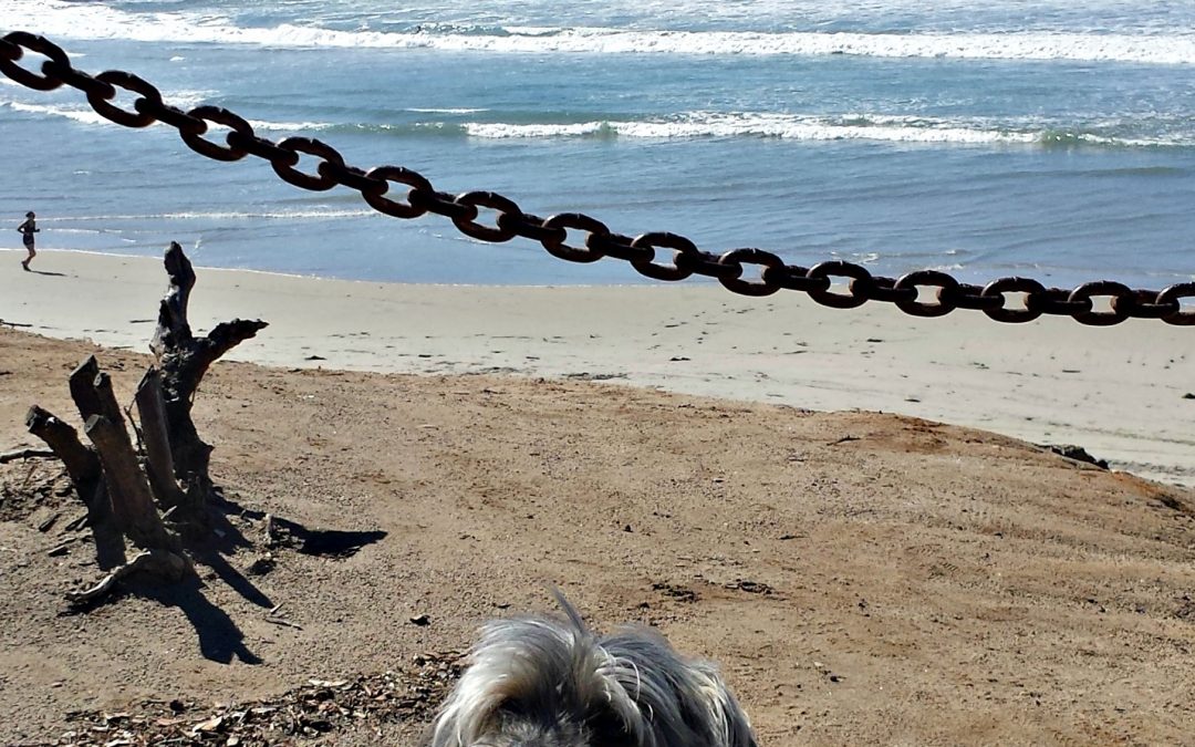 Dog friendly travel-San Diego