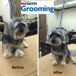 Rescue Dog PetSmart Grooming Before & After March 2016