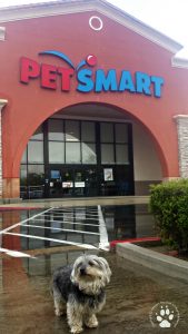 Rescue Dog PetSmart Pre grooming 2