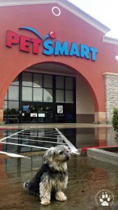 Rescue Dog PetSmart Pre grooming 4