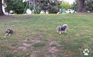 Shasta & Tanner at the Playground 4.10.2016