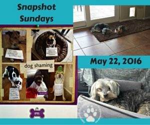 Snapshot Sundays 15