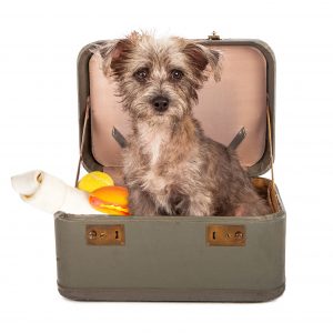 BlogPaws 2016 Dog in Suitcase