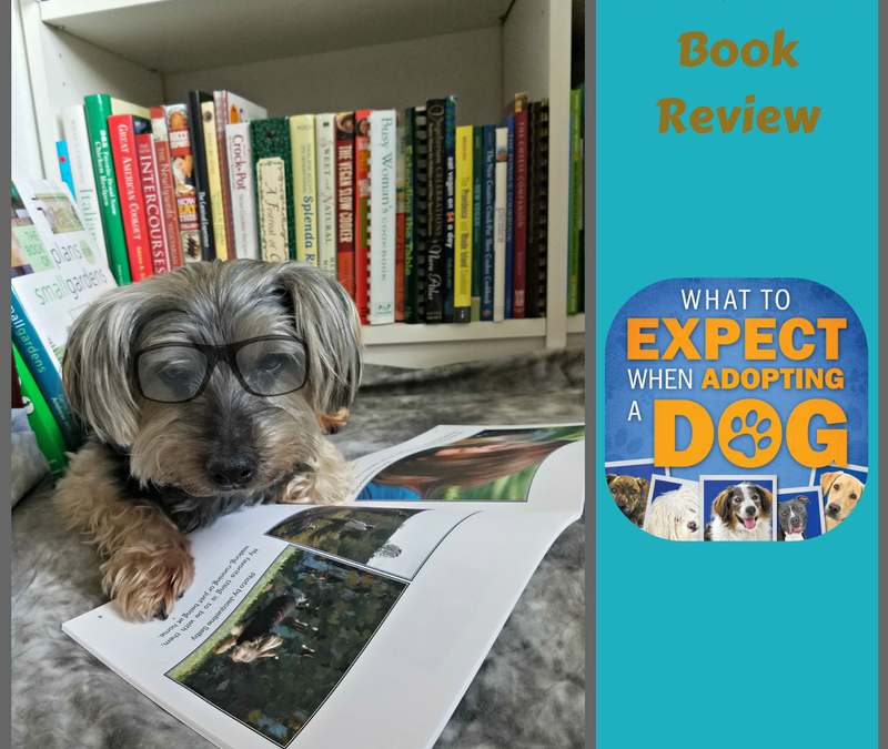 Holidays, Hounds and Hot Buys #Giveaway-What to Expect when Adopting a Dog