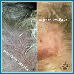 Dog Allergies Answer #1-Natural Paws-Shasta's Skin Before & After Natural Paws