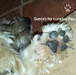 Dog Allergies Answer #1-Natural Paws-Shasta's Dry-Cracked Paws