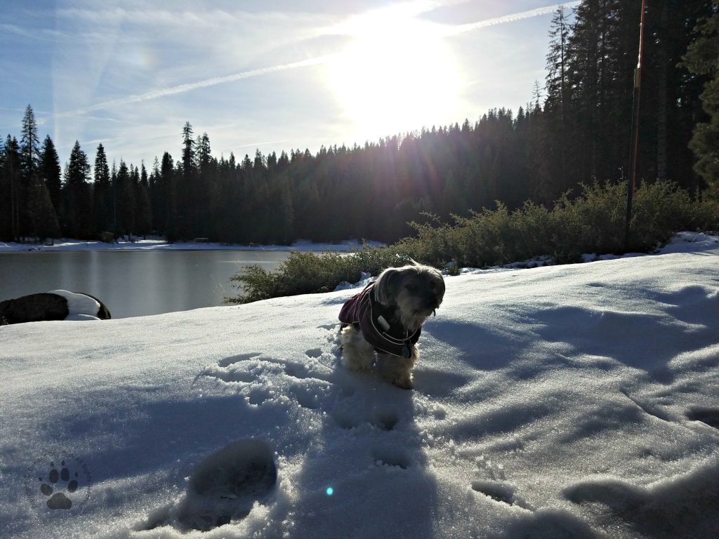Shasta wearing Teckelklub's Sierra Dog Coat in the Snow #1