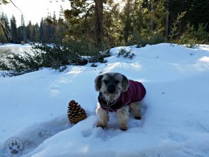 Shasta wearing Teckelklub's Sierra Dog Coat in the Snow #2