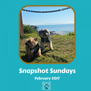 Snapshot Sundays February-Main image