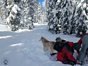 Snapshot Sundays February-Snowshoeing Shasta, Zara, Denton and Deb