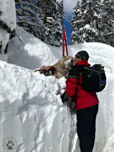 Snapshot Sundays February-Snowshoeing Shasta, Zara and Denton 1