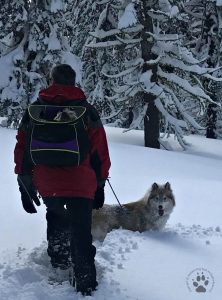 Snapshot Sundays February-Snowshoeing Shasta, Zara and Denton 3