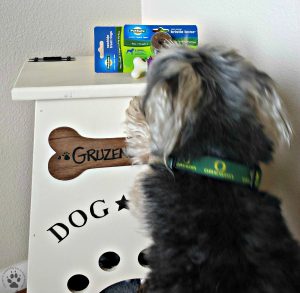 4 Gifts for Pets-Pet Safe's Busy Buddy keeping your dog's teeth clean
