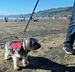 4 Gifts for Pets-Ruffwear Web Master Harness Shasta at the beach