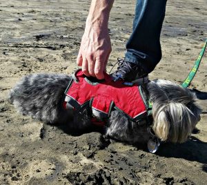 4 Gifts for Pets-Ruffwear Web Master Harness Shasta at the beach