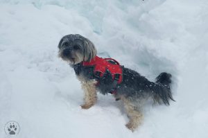 4 Gifts for Pets-Ruffwear Web Master Harness Something to Wear