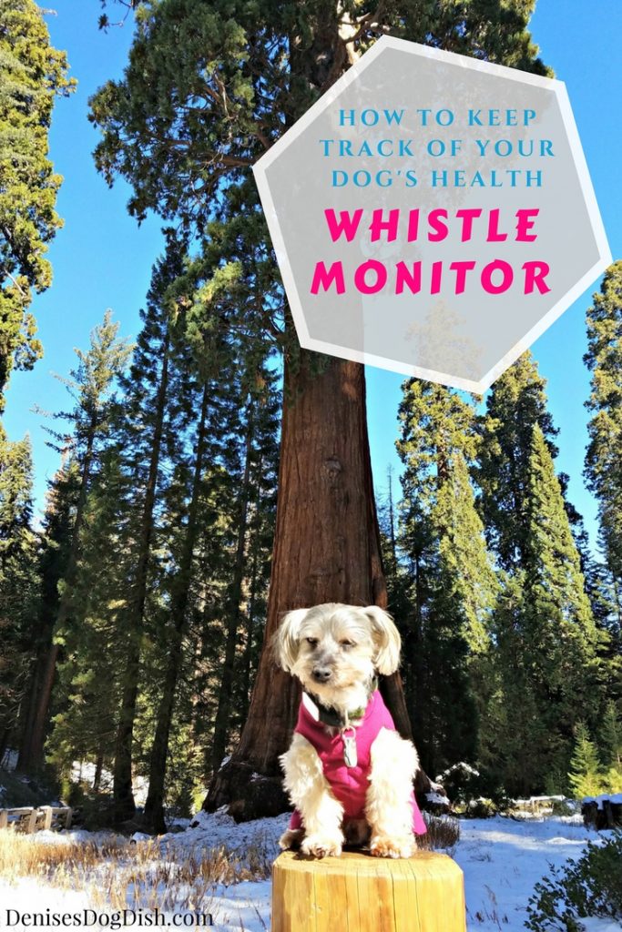 Keeping Track of Your Pets Health-Whistle Monitor
