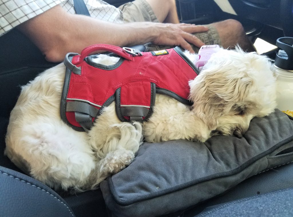 Traveling with your dog console travel pre safety